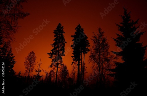 Reddish horizon behind the tree © Amkoo