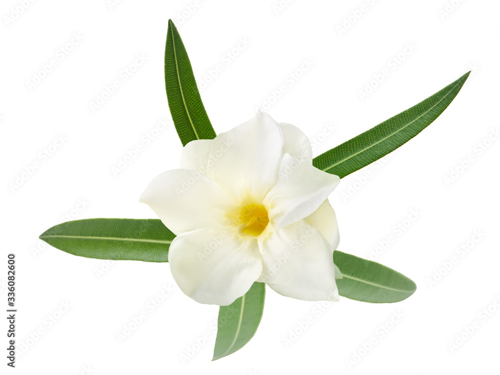 White oleander White oleander