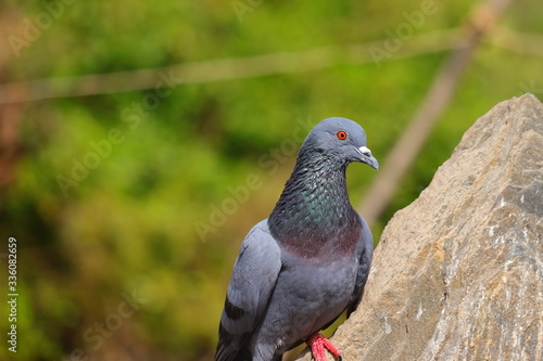 pigeon dove on the rock