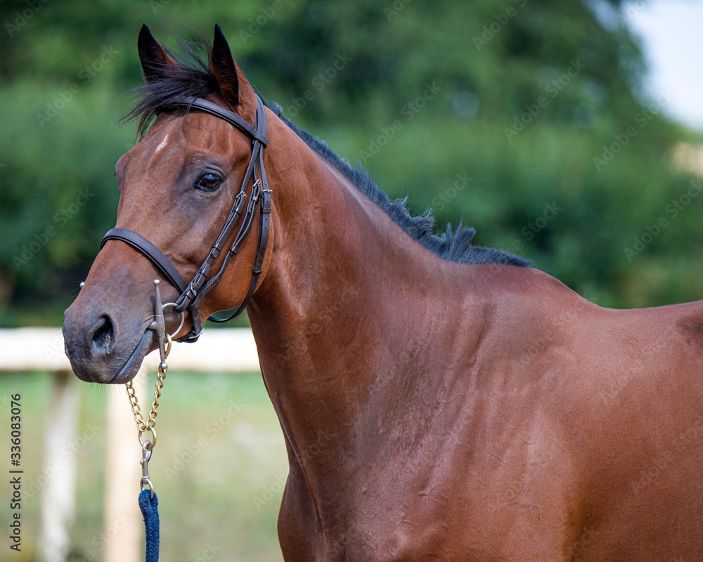 Fototapeta premium Thoroughbred racehorse