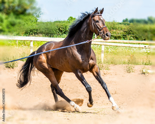 Thoroughbred racehorse