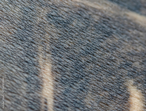 background with the texture of a person's skin close-up with stuffed dark blue and black drawings and tattoo symbols photo