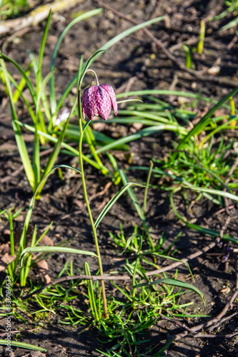 Full stem and flower of a purple snakes head fritillary flower, Fritillaria meleagris, in sunlight against blurred background