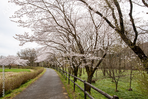 巾着田の桜 埼玉県日高市