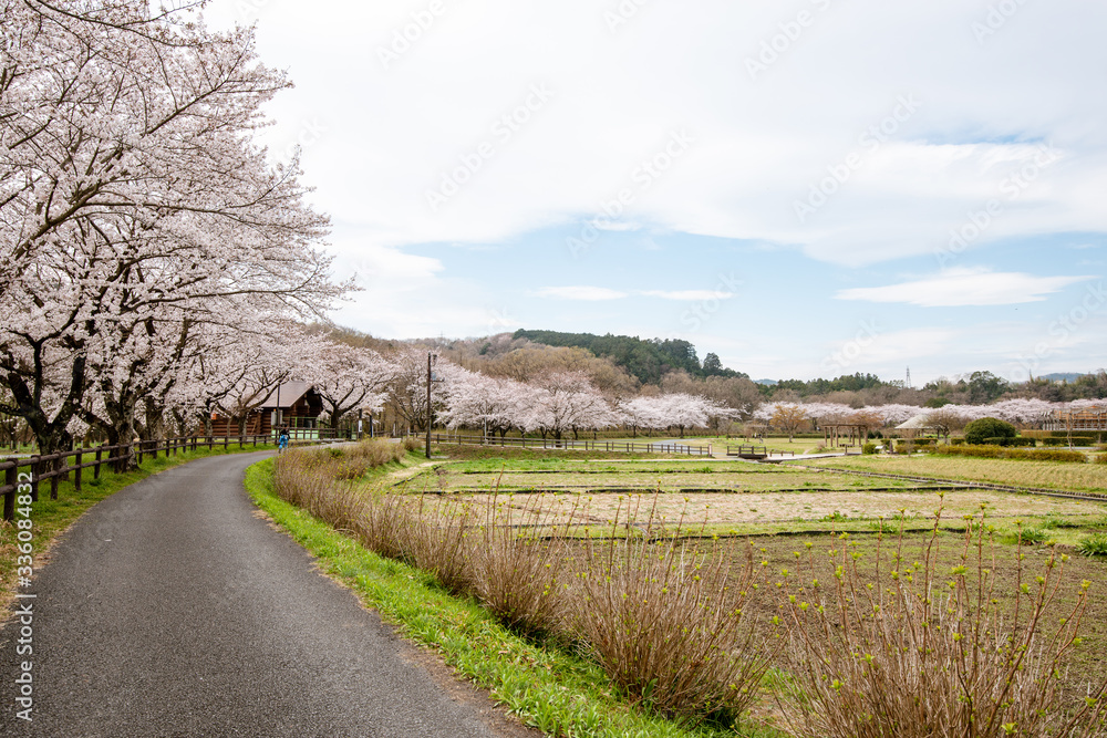 巾着田の桜 埼玉県日高市 巾着田の桜 埼玉県日高市