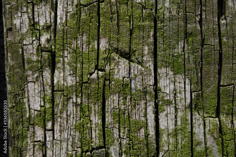 Fototapeta premium texture old wooden boards covered with green moss