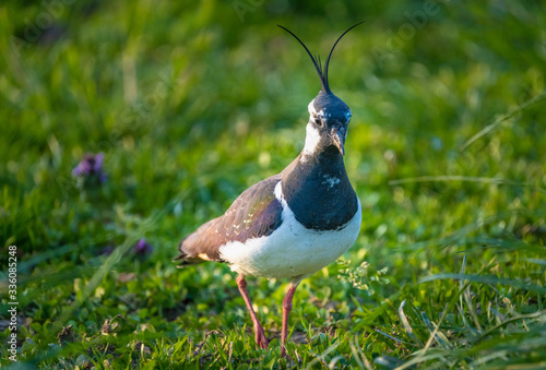 Closeup of a Northern lapwing (Vanellus vanellus) an increasingly rare crested plover in Pfaffikon, Schwyz, Switzerland photo