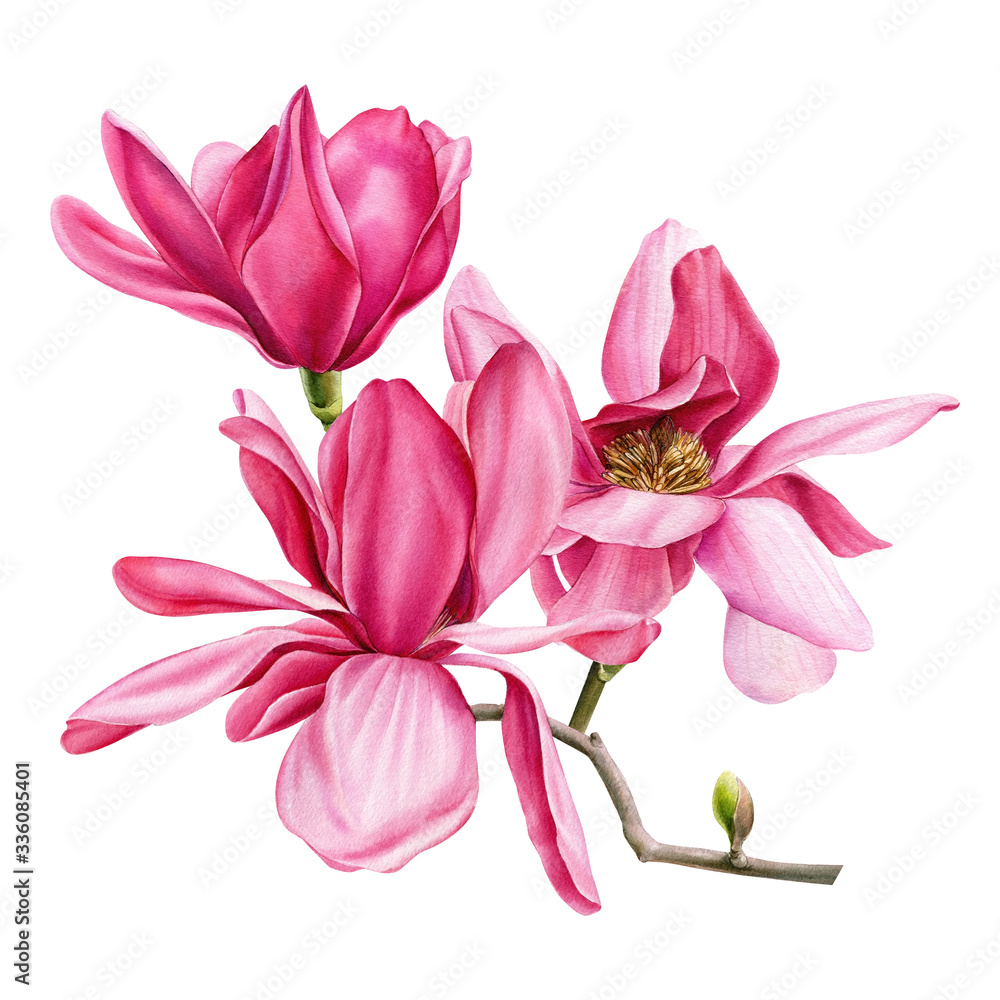 Fototapeta premium branch of pink magnolia on an isolated white background, watercolor flowers
