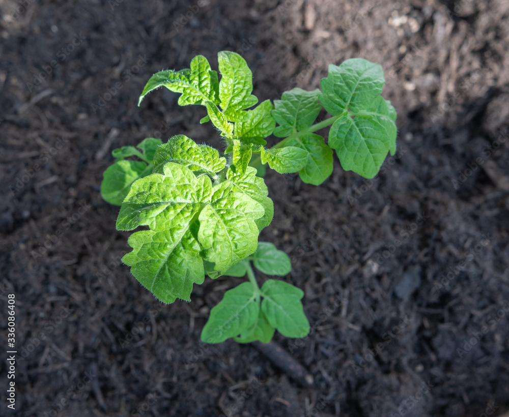 Kleine Tomatenpflanze in der Erde - Tomaten selbst anbauen