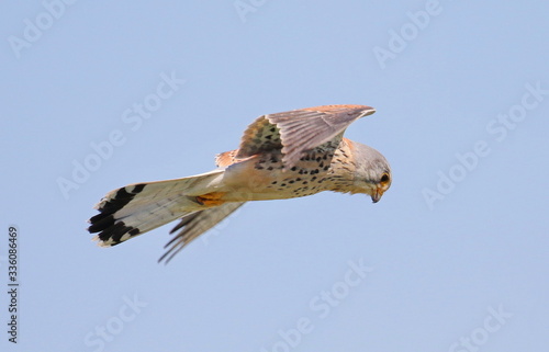  Common Kestrel in flight, Falco tinnunculus