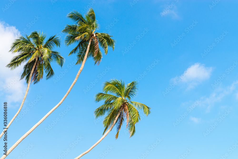 Fototapeta premium Three green palm trees on clean blue sky background