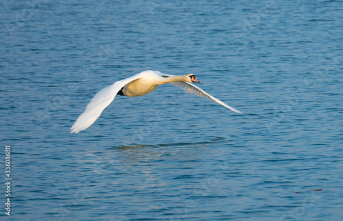 Swan low flying over the waters of the Upper Zurich Lake (Obersee), Switzerland © Luis