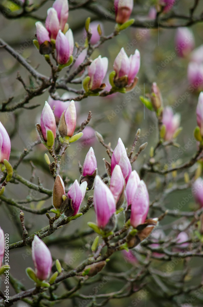 Fototapeta premium Magnolia flowers blooming on the tree branches