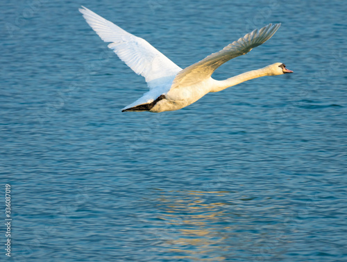 Swan low flying over the waters of the Upper Zurich Lake  Obersee   Switzerland