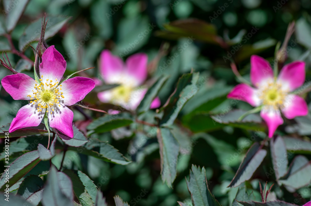 Rosa glauca rubrifolia red-leaved rose in bloom, beautiful ornamental redleaf flowering deciduous shrub, spring flowers Rosa glauca rubrifolia red-leaved rose in bloom, beautiful ornamental redleaf flowering deciduous shrub, spring flowers