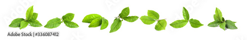 Foto Set of fresh green tea leaves on white background. Banner design