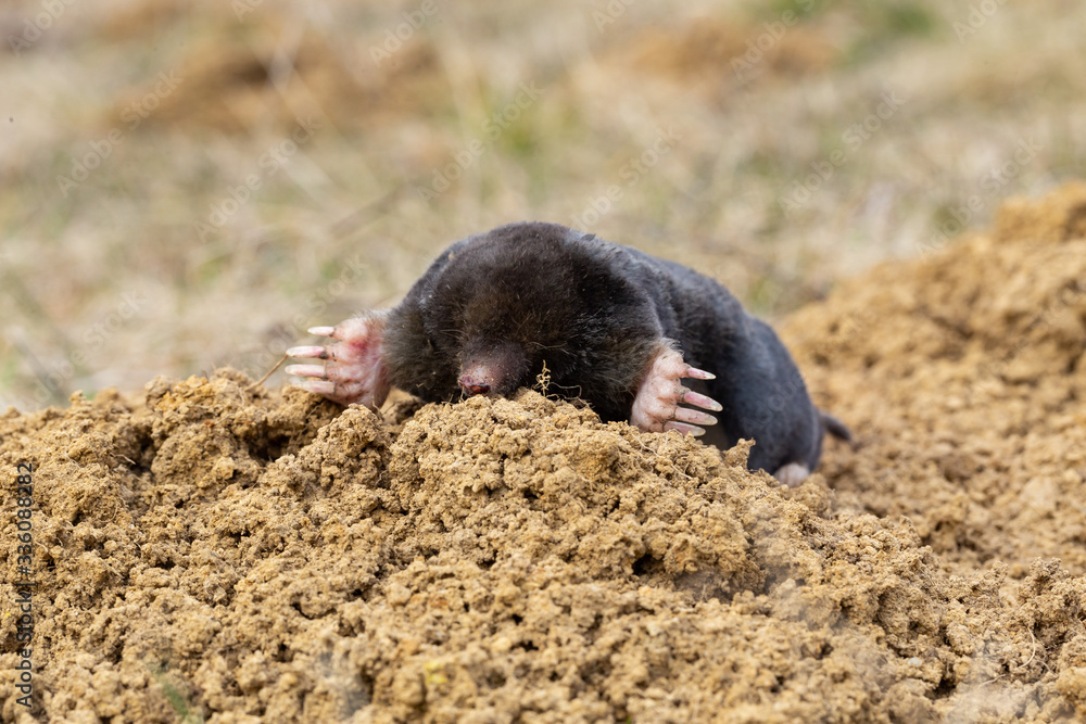 The European mole (Talpa europaea) is a mammal of the order Eulipotyphla. European mole (Talpa europaea) in the natural biotope.
The European mole (Talpa europaea) is a mammal of the order Eulipotyphla. European mole (Talpa europaea) in the natural biotope.