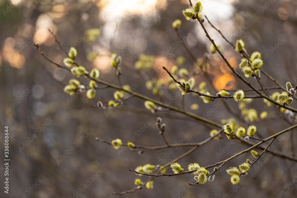 Salix caprea (goat willow, also known as the pussy willow or great sallow) is a common species of willow native to Europe. Willow (Salix caprea) branches with buds blossoming in early spring.
Salix caprea (goat willow, also known as the pussy willow or great sallow) is a common species of willow native to Europe. Willow (Salix caprea) branches with buds blossoming in early spring.