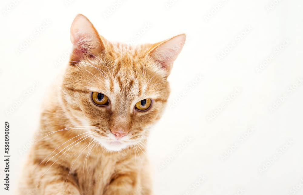Portrait of a red sad cat on a light background
