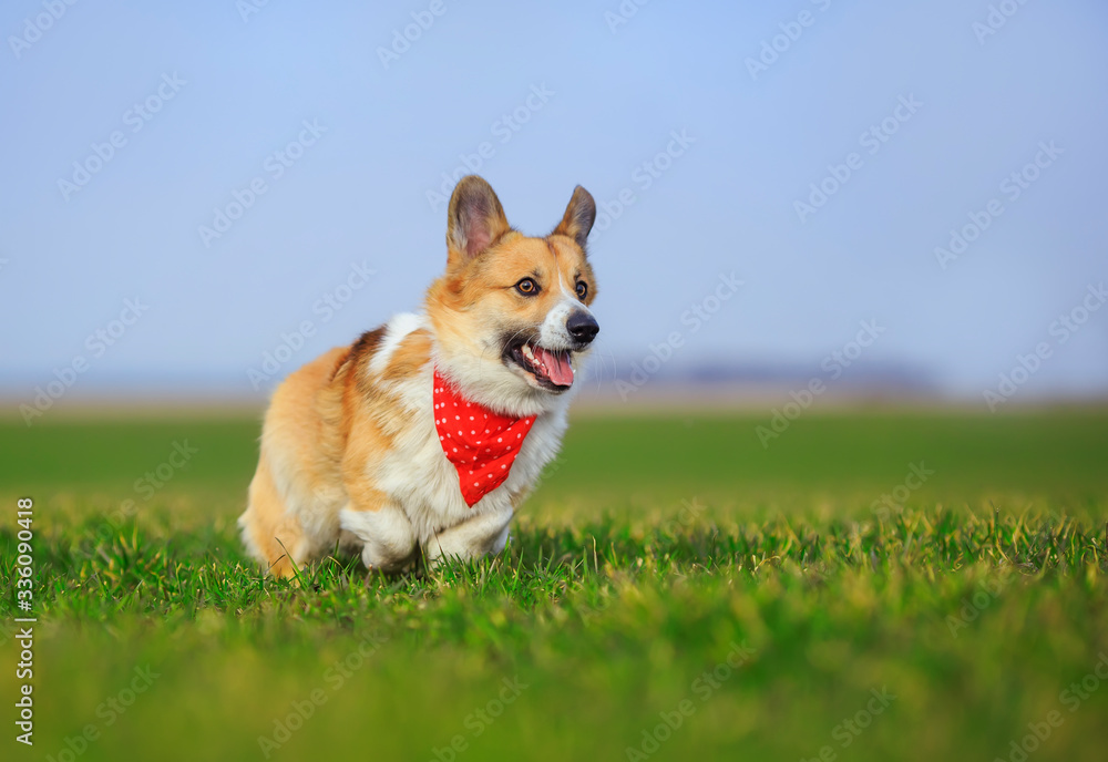 beautiful red Corgi dog puppy Pembroke runs merrily across a green meadow open mouthed on a Sunny summer day