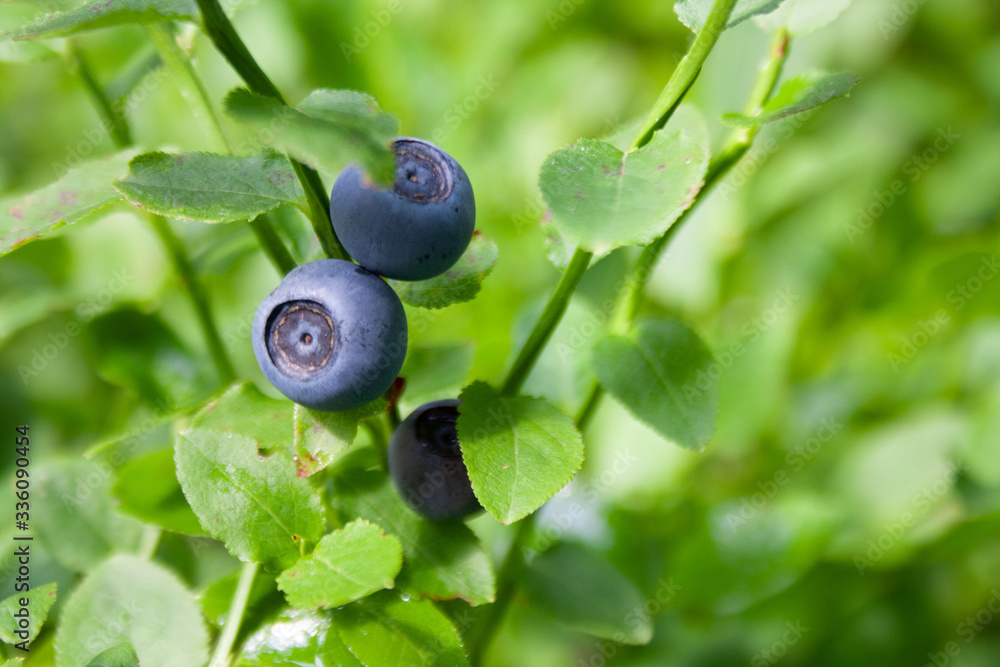 Blueberries growing in the forest Blueberries growing in the forest