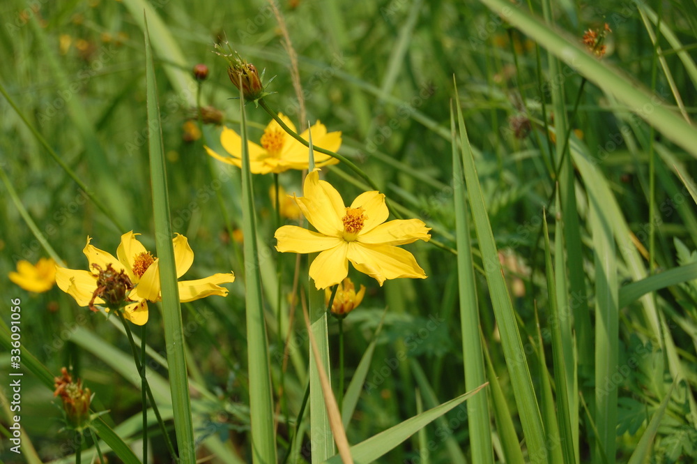 Obraz premium yellow daffodils in spring