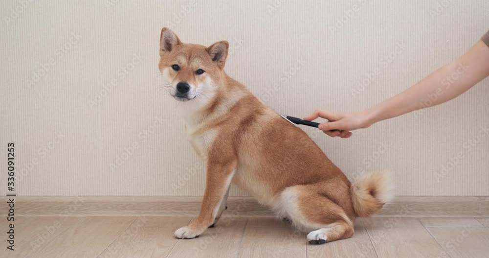 woman brushing her dog. Shiba Inu Dog. girl lifestyle combing a little