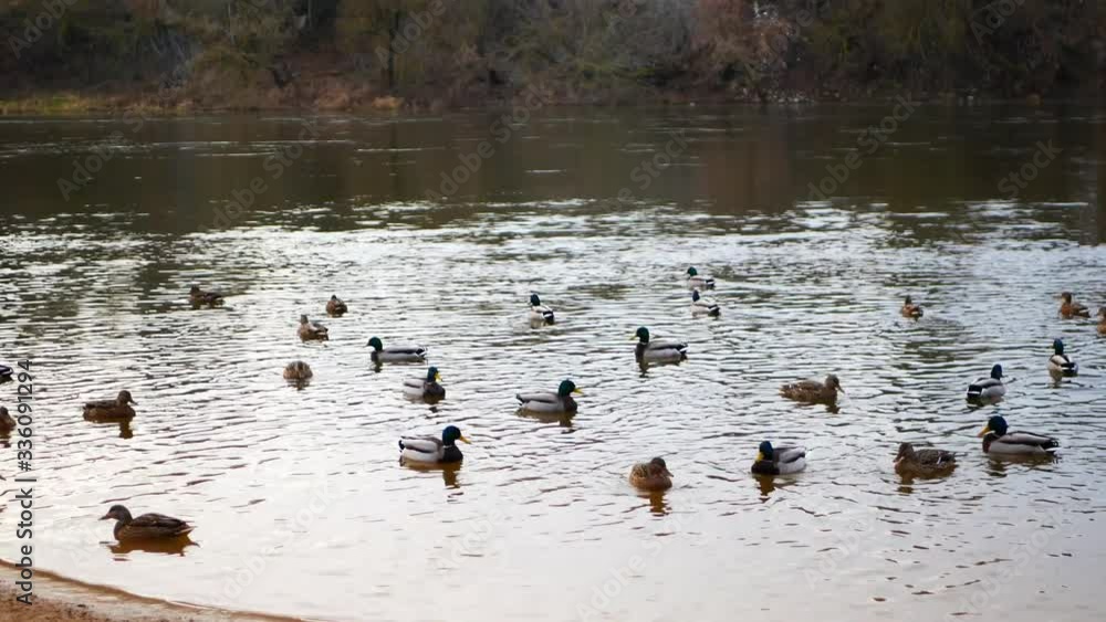 ducks swim in the pond at sunset. near the shore. flock of ducks