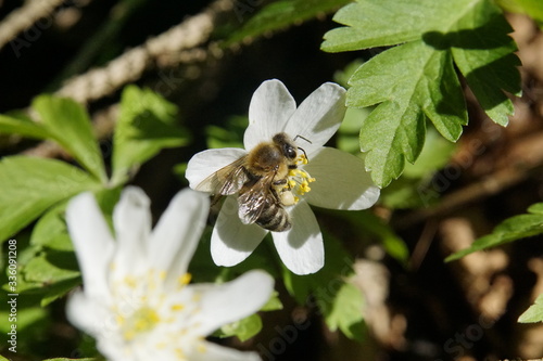 Bee sitting on a blossom in the sun