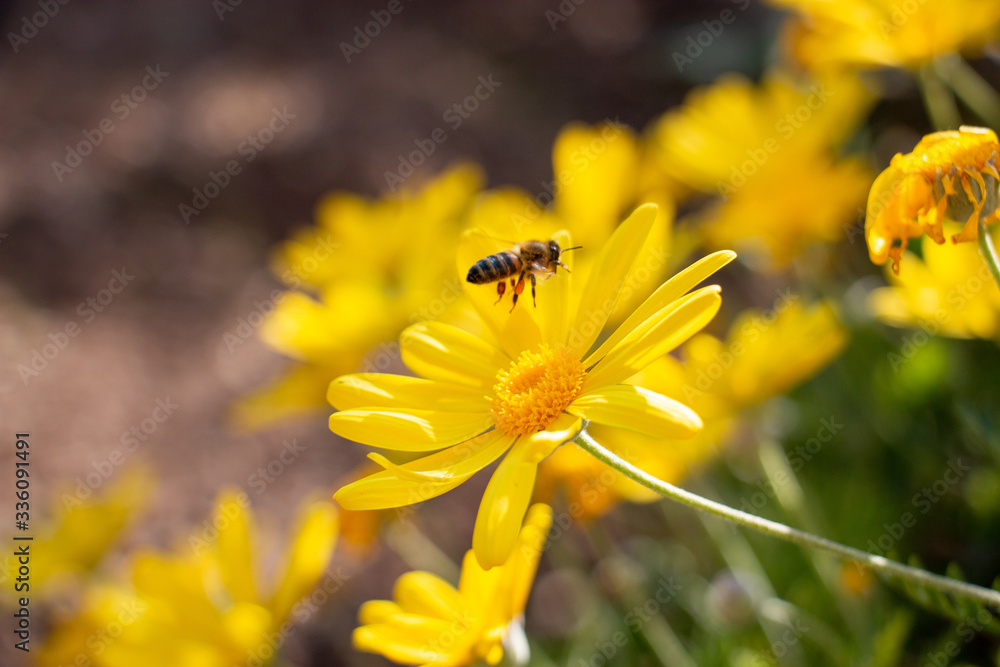 Obraz premium Les abeilles et les fleurs.