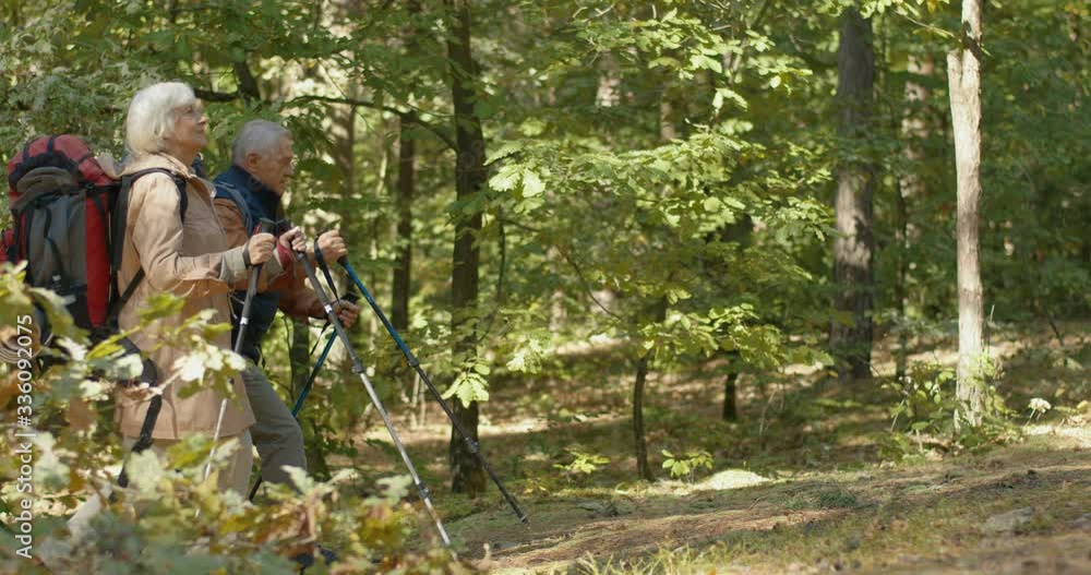 Senior male and female tourists hiking with backpacks and trekking poles in wood. Grey-haired old Caucasian man and woman walking in forest with sticks on sunny day. Tourism and travel concept Senior male and female tourists hiking with backpacks and trekking poles in wood. Grey-haired old Caucasian man and woman walking in forest with sticks on sunny day. Tourism and travel concept