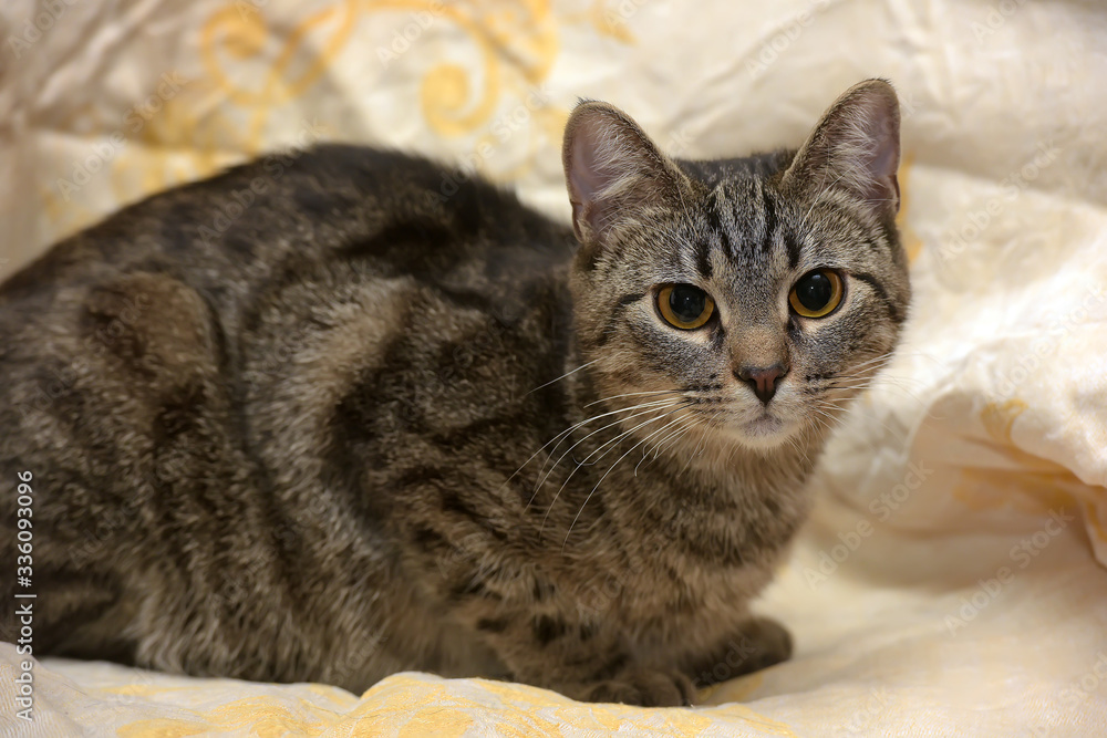 striped gray shorthair cat on a sofa