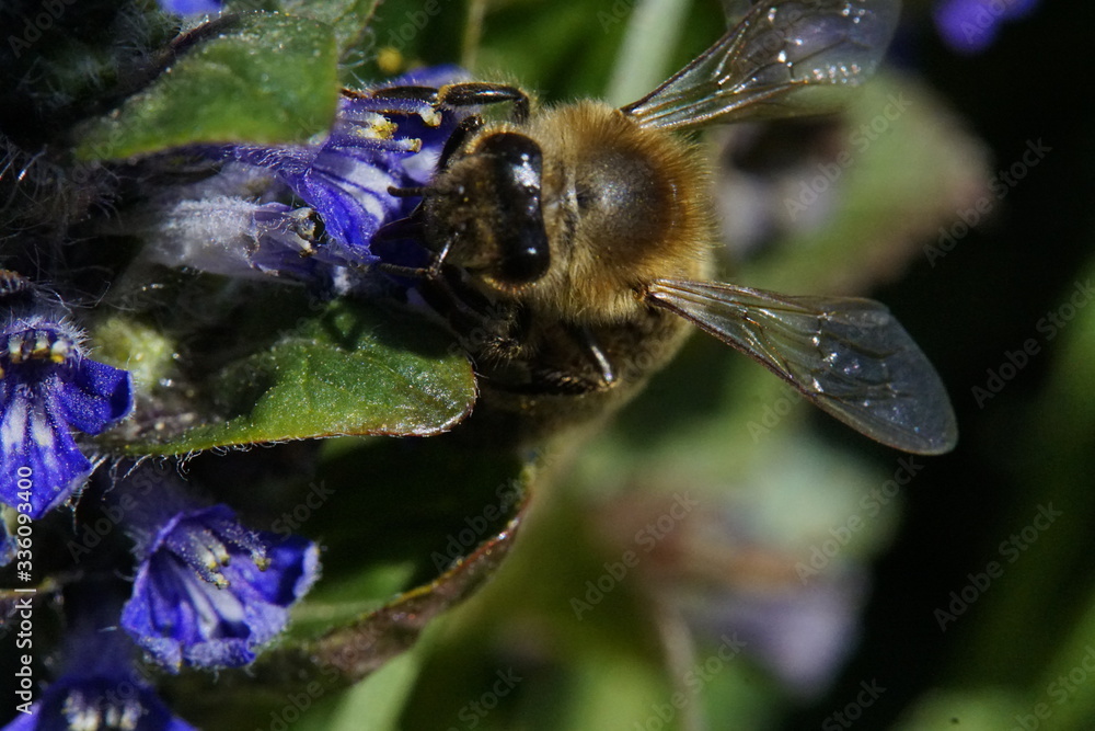 Fototapeta premium Bee sitting on a blossom in the sun