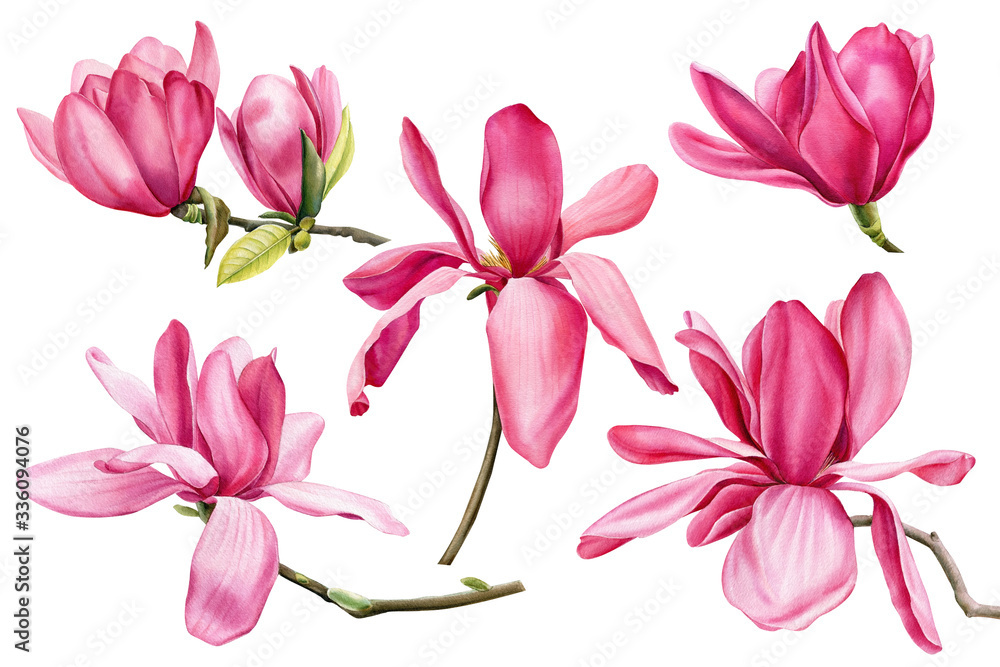 Naklejka premium set of pink magnolia on an isolated white background, watercolor flowers
