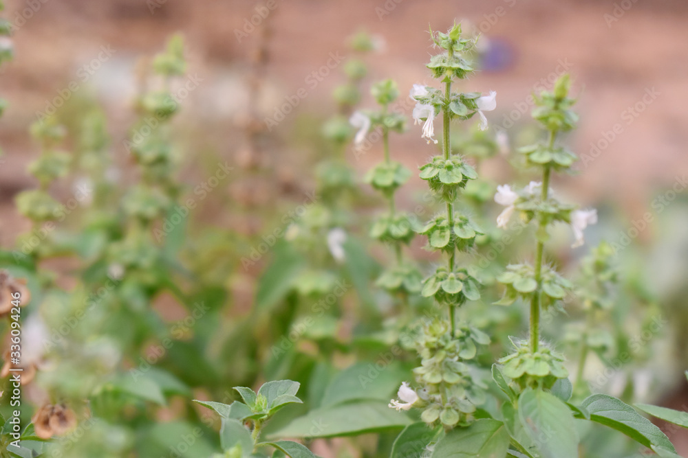 Selective focus of flower of sweet Basil plant with blurred background Selective focus of flower of sweet Basil plant with blurred background