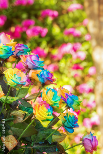 Group of blossom rainbow rose decorated in flower garden