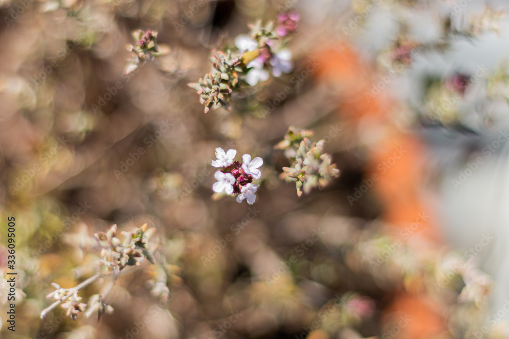white and pink flower with a background of various flowers white and pink flower with a background of various flowers