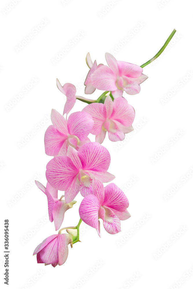 Beautiful orchid flower with isolated on white background and natural 