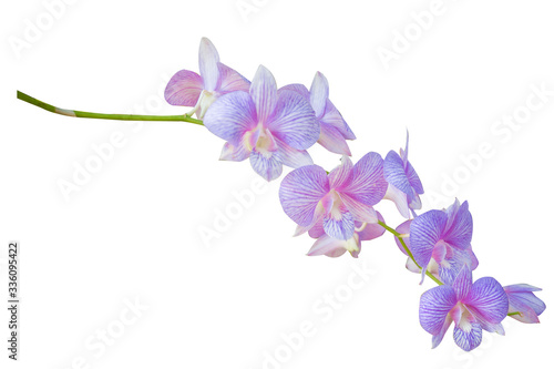 Beautiful orchid flower with isolated on white background and natural 