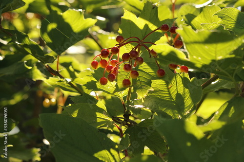High Bush Cranberry