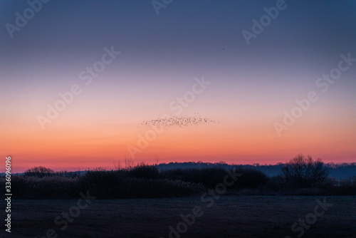 Morning sunrise at the lake with birds and floating swans