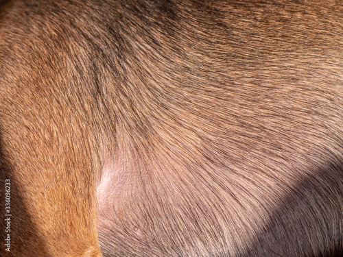 Dog fur closeup. Shallow depth of field.