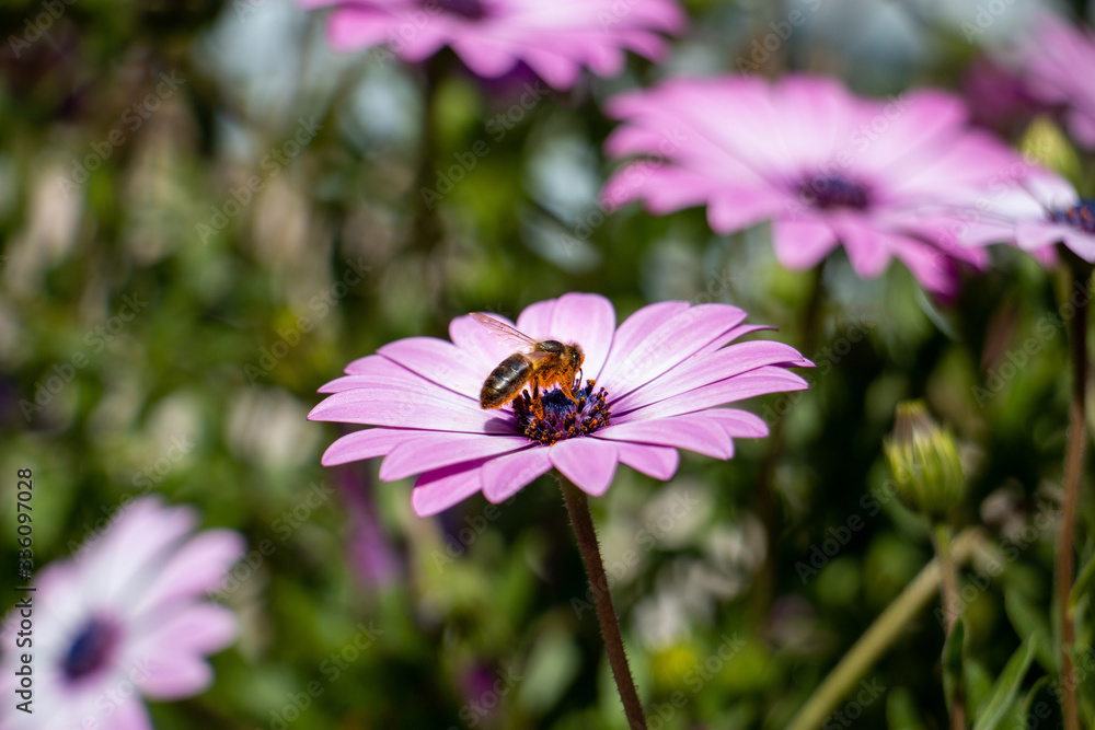 Obraz premium Les abeilles et les fleurs.