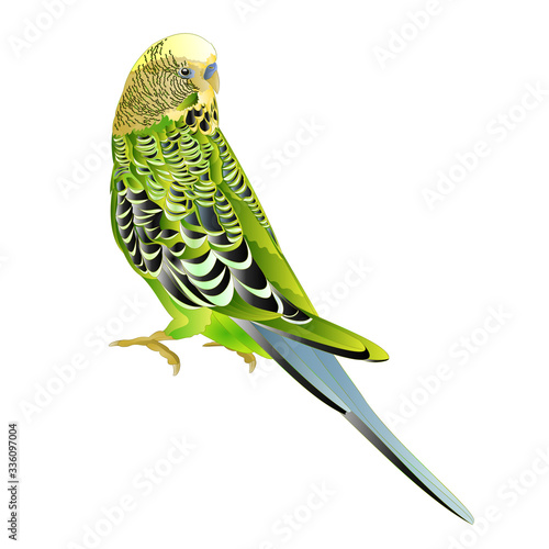 Green bird  budgerigar,green pet parakeet  or budgie or shell parakeet home pet natural  on a white background vintage vector illustration editable hand draw