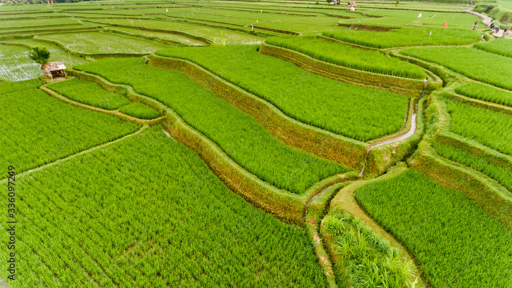Terrace rice fields. Bali Indonesia. Aerial view. Terrace rice fields. Bali Indonesia. Aerial view.