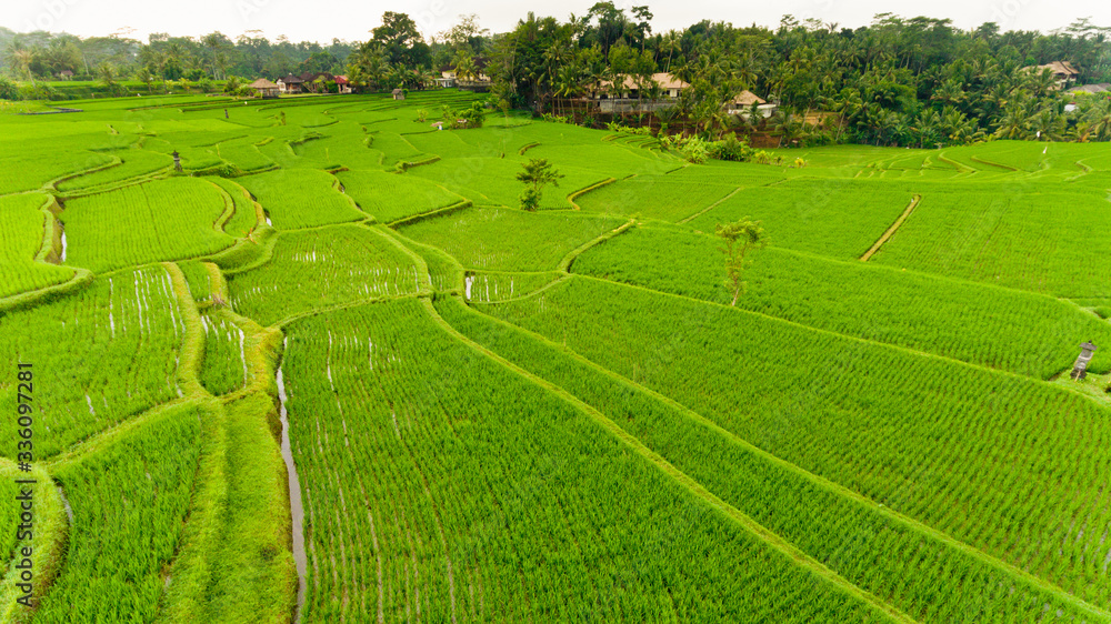 Terrace rice fields. Bali Indonesia. Aerial view. Terrace rice fields. Bali Indonesia. Aerial view.
