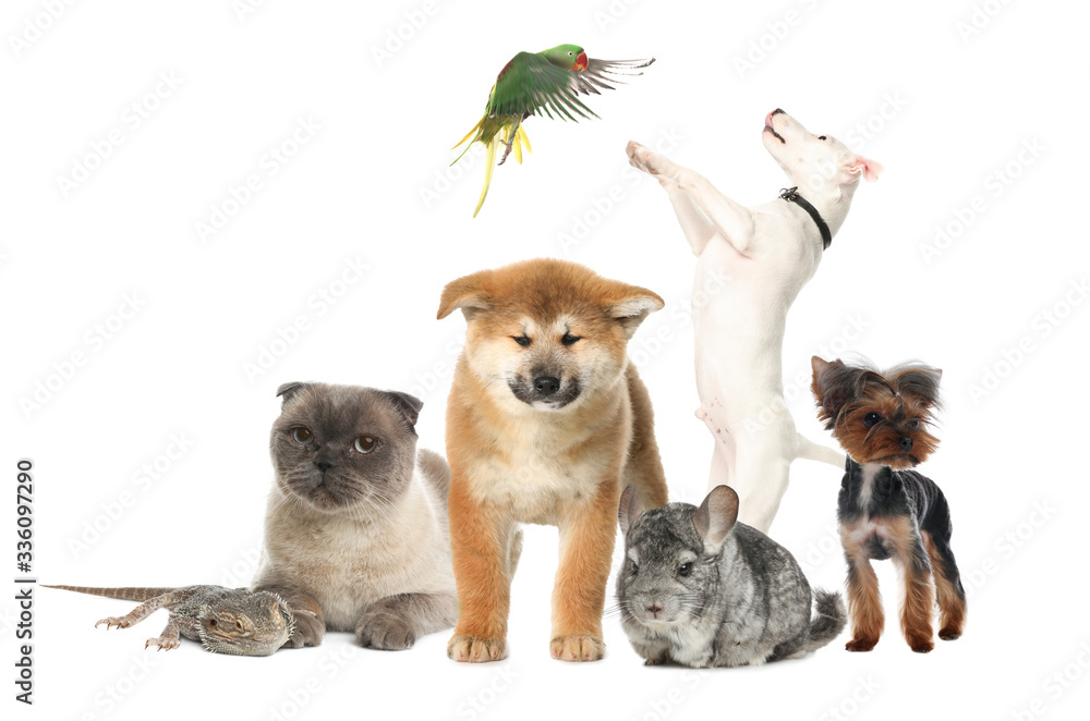 Group of different pets on white background