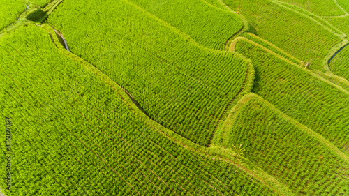 Terrace rice fields. Bali Indonesia. Aerial view. © leo_nik
