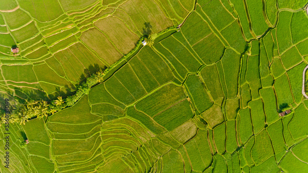 Top view of Terrace rice fields. Bali Indonesia.
