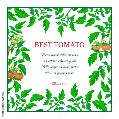 vector label or banner with red ripe tomato fruits, green leaves. square tomato composition with branches, fruits, yellow flowers and place for text. fresh vegetable frame. organic healthy food banner